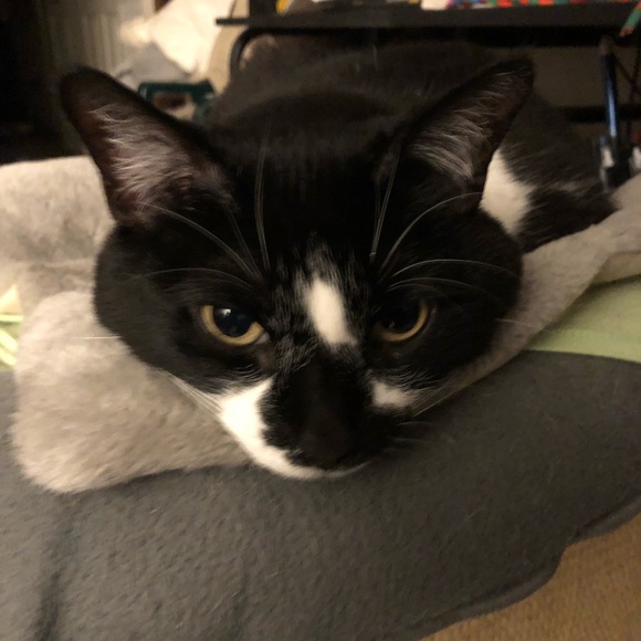 Meet your Posher, Nadine - Picture 3 of 6